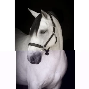 Lädergrimma Lippo Basic