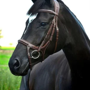 Träns Lippo Supreme Fazzino